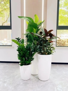 奉化绿植出租公司